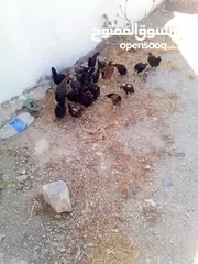  1 فراخ عمر شهرين الحبه على دينارين وربع