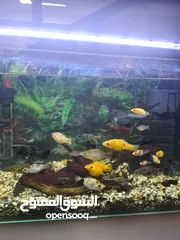  8 حوض مع سمك