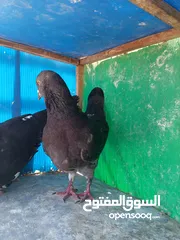  1 3 جواز بسعر طري كثير كوم