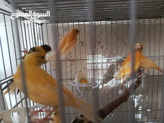  6 كوم كناري 17فرخ وطيرتين العدد 19