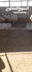  12 خرفان وعبر العدد 29 مسكرات لحم بالصلاه على النبي