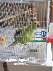  4 طيره دره جاهزه شبه أليفه