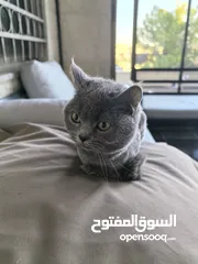  1 قطة سكوتش لون رمادي انثى