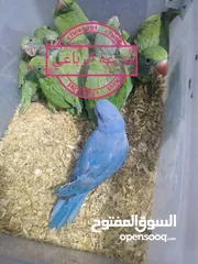  1 متاح افراخ دره زق