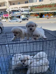 7 كلاب للبيع
