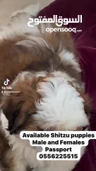  12 Top quality Shitzu puppies