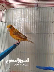  1 طيره كرزيه فل الفل الفيديو غني عن الشرح