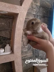  8 ارانب بلدي فرنسي عمر شهر للبيع صحه ممتازه جدا وتربيه منزل وتب نظافه الرجاء عدم اجراء المكالمات     .