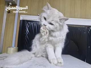  1 قط شيرازي سلفر للبيع
