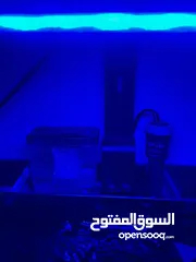  5 حوض سمك بحري نانو اجنبي 40x40 للبيع