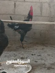  4 جاج بلدي للبيع