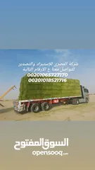  2 برسيم حجازي مصري  للتصدير