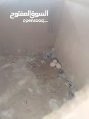  9 جوزين حب ماكنات انتاج بسعر حرق