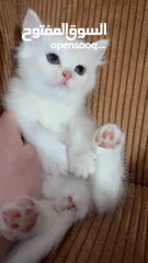  28 قطط للبيع نابلس