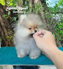  10 Pomeranian   Samoyed    Giant Malamute