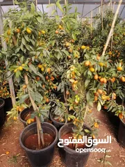  25 جميع أصناف الفواكة والحمضيات والزيتون ( بلدي ومستورد )