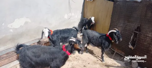  2 4معزا كفالة حليب 3خمسيات وحده جميع