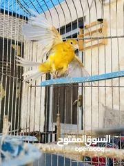  1 فحل كنا. ماوردي ابو فراخ