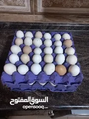  2 بيض بلدي للبيع