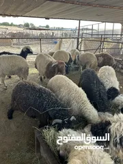  2 ذبايح نعيمي ونجدي ‭