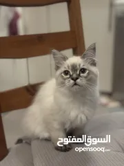  3 كيتن ذكر همالايا 3  شهور