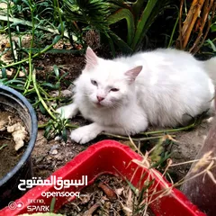  2 قطة اثنى شيرازي نادرة عين ازرق وعين اصفر للبيع وبي مجال