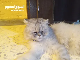  11 قطه هملايا انثى