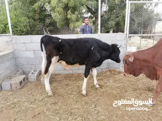  5 عجاله هولندي وعمانيات