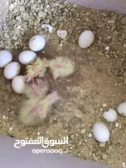  15 كوكتيلات اليفة زق يدوي للبيع