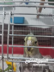  3 انثى كوكتيل الزبث معروضة للبيع وشغال مية مية وحاملة بيض موضع بالفيديوا بسعر حرق