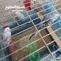  4 حب.. اناثي كبيرة وجاهزة ومعبية فل الفل  وبالفيديو ازواج مميزة الوان  مقنبرات