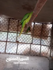  2 ببغاء ماشاءالله