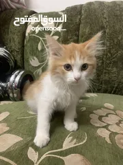  2 a mix kitten available for adoption due to travelling