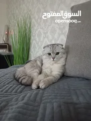  3 سكوتش فولد