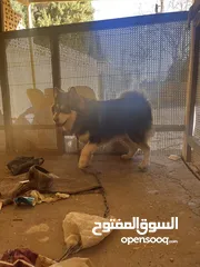  7 كلب husky saperi للبيع