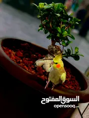  3 فرخ كوكتيل مفقود عمره 48