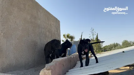  5 كين كورسو مستورد