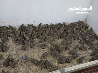  1 متوفر لدينا  فري (السمان) ذبخ +بياض