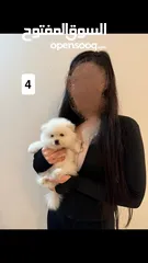  7 Pure Breed Mini - Teacup Pomeranian Puppy’s . ‎بومارينين حجم صغير جداً ويه الدبدوب