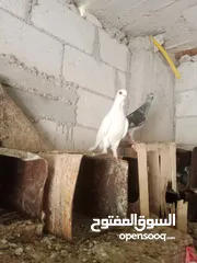 5 طيور حجل ابيض حمام انواع دجاج الماني وفارسي للبيع او البدل على طيور معاكيف