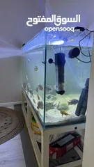  5 151x45cm fish tank