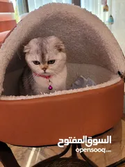  9 بيور سكوتش فولد للبيع