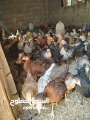 5 بسم الله مشاء الله متاح بفضل الله فراخ بلدي العمر شهرين صحه ونضافه بصلاه على النبي ماخذات مطاعيم نيو