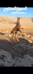  3 مهر العمر ثلاث شهور 20   يوم