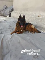  4 جيرمن شيبرد فل كلر مواصفات