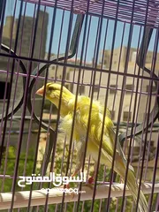  20 عصافير وطيور للبيع