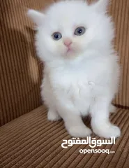  9 قــطــط لــلــبــيــع