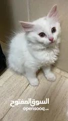  11 برتش مكس شيرازي