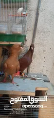  2 حمام للبيع