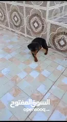  2 rottweiler puppy